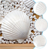 10PCS Large Natural Scallop Shells - 4''-5'' - Perfect for Elegant Beach Wedding Decor & Crafts