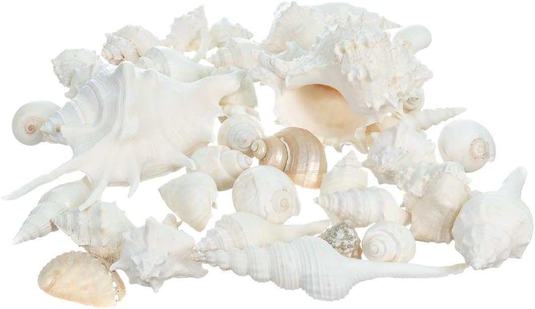 Real Mixed Beach Seashells - 1 lb Bulk Pack - Perfect for Beach Wedding Decor & Crafts