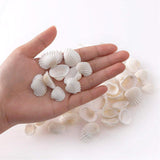 Premium Small Tiny Sea Shells - 160 pcs - Ideal for Beach Wedding Decor & Crafts