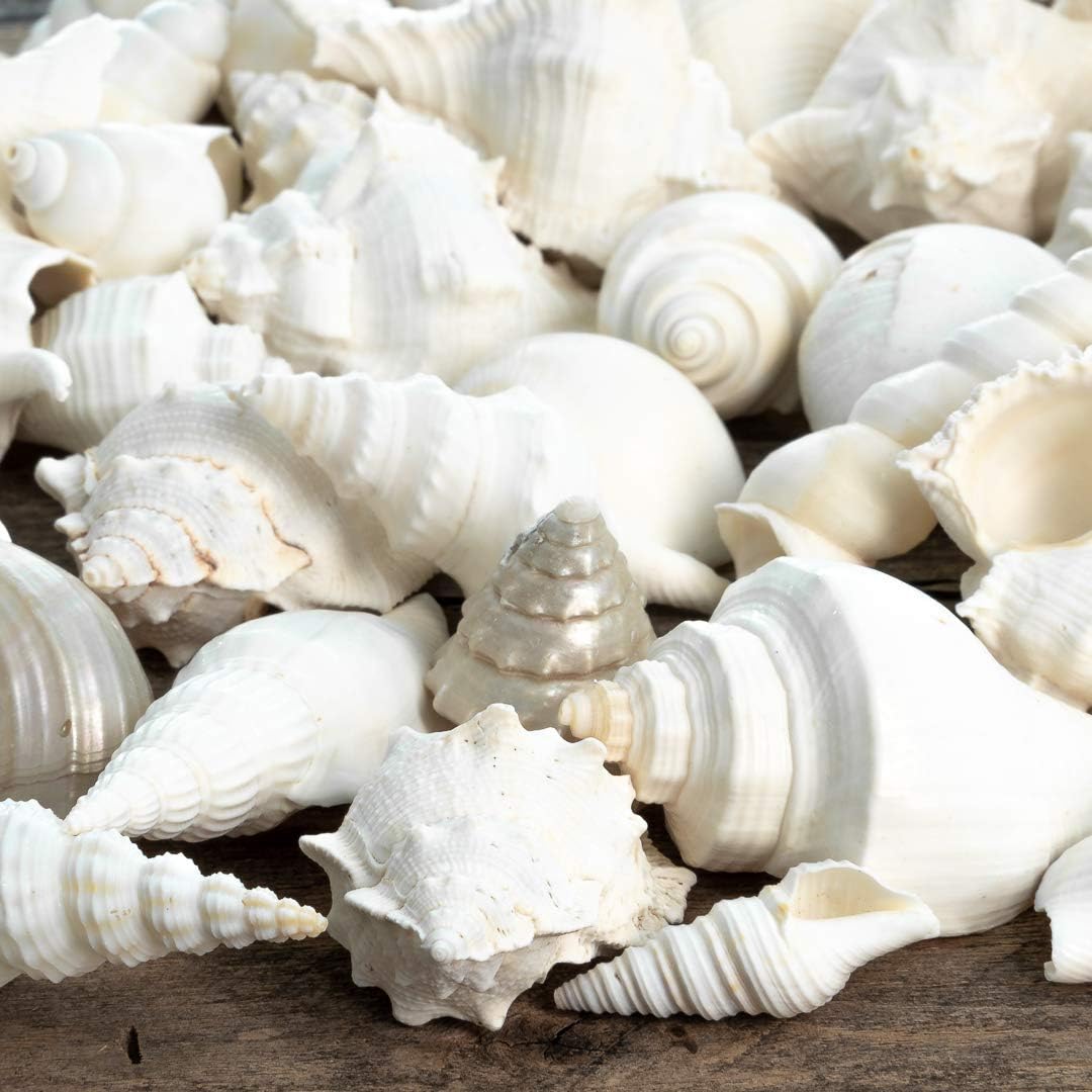 Real Mixed Beach Seashells - 1 lb Bulk Pack - Perfect for Beach Wedding Decor & Crafts