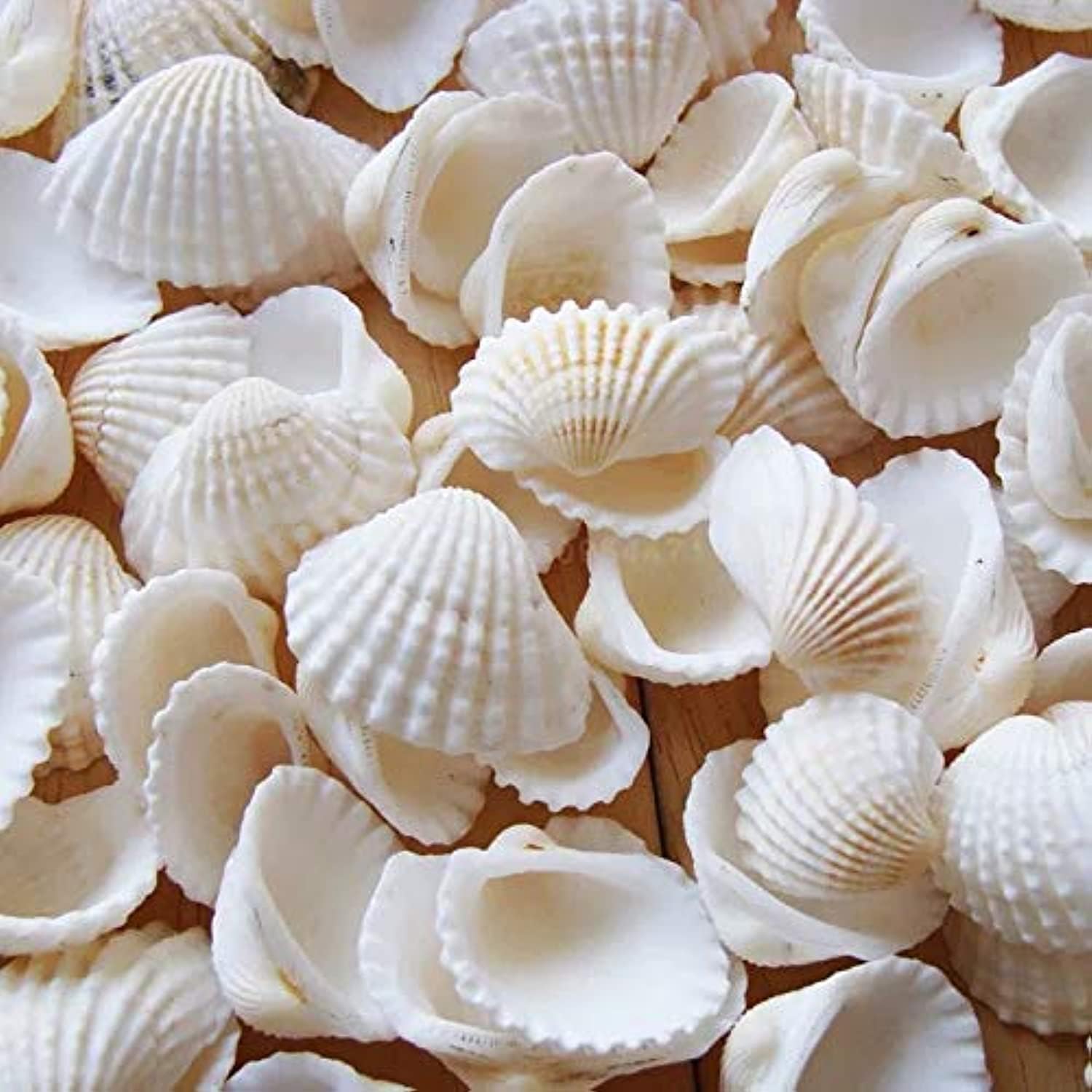 Premium Small Tiny Sea Shells - 160 pcs - Ideal for Beach Wedding Decor & Crafts