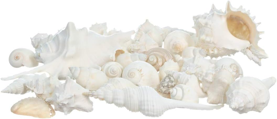 Real Mixed Beach Seashells - 1 lb Bulk Pack - Perfect for Beach Wedding Decor & Crafts