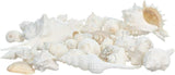 Real Mixed Beach Seashells - 1 lb Bulk Pack - Perfect for Beach Wedding Decor & Crafts