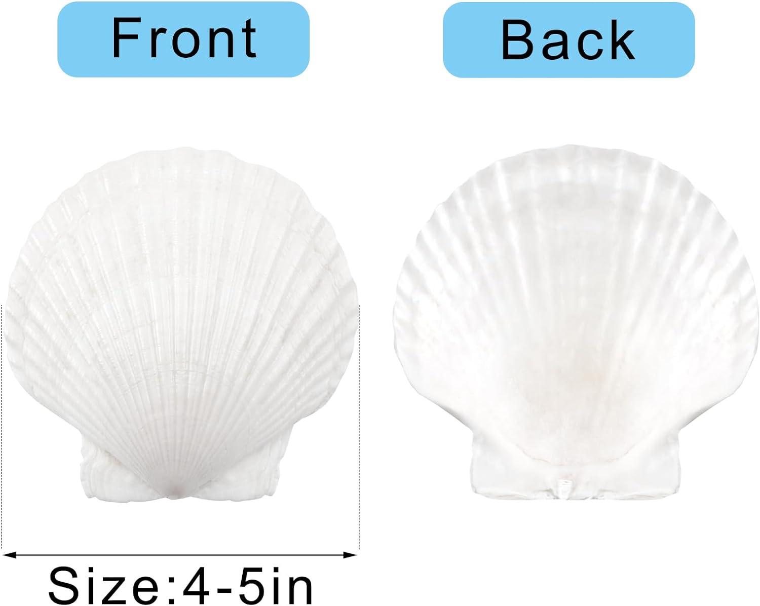 10PCS Large Natural Scallop Shells - 4''-5'' - Perfect for Elegant Beach Wedding Decor & Crafts