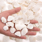 Premium Small Tiny Sea Shells - 160 pcs - Ideal for Beach Wedding Decor & Crafts