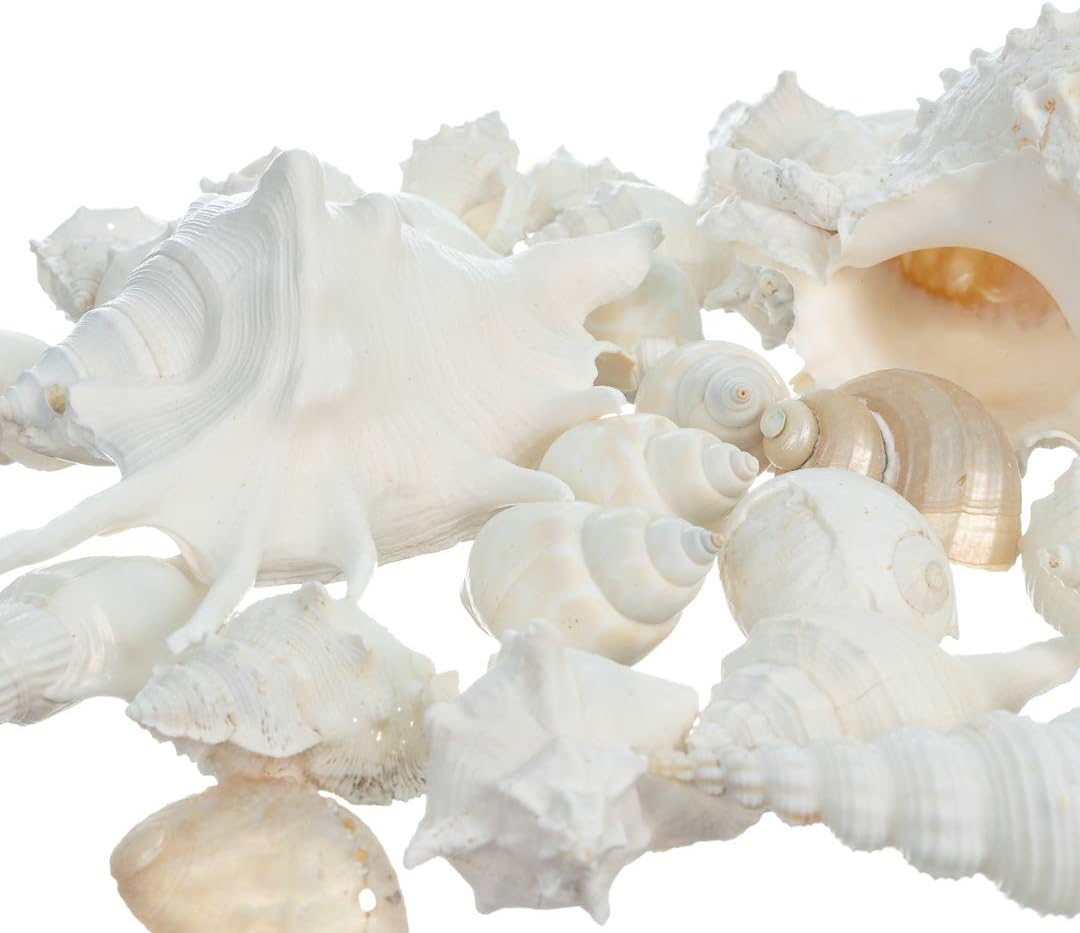 Real Mixed Beach Seashells - 1 lb Bulk Pack - Perfect for Beach Wedding Decor & Crafts