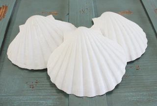 10PCS Large Natural Scallop Shells - 4''-5'' - Perfect for Elegant Beach Wedding Decor & Crafts