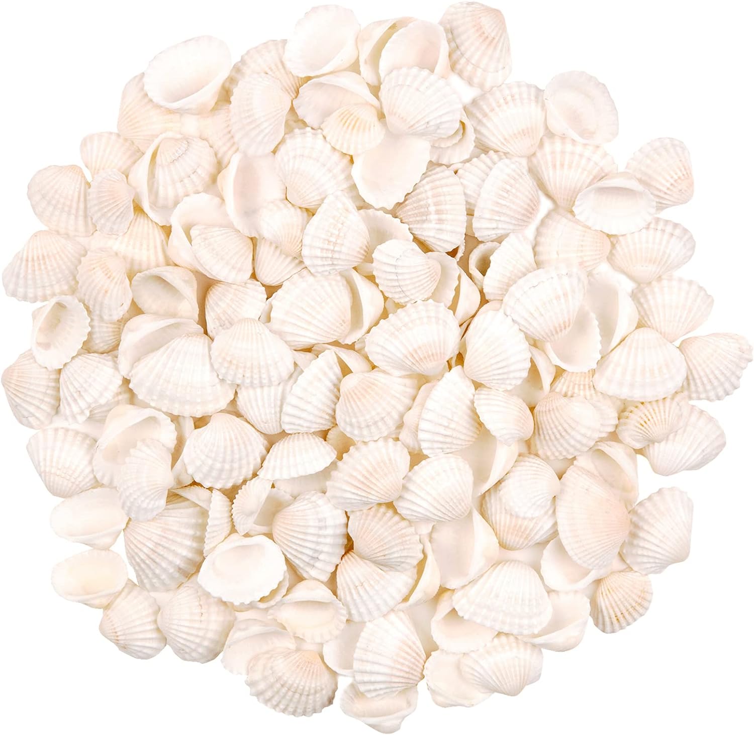 Premium Small Tiny Sea Shells - 160 pcs - Ideal for Beach Wedding Decor & Crafts