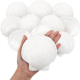 10PCS Large Natural Scallop Shells - 4''-5'' - Perfect for Elegant Beach Wedding Decor & Crafts