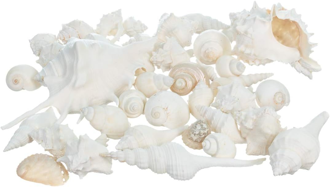 Real Mixed Beach Seashells - 1 lb Bulk Pack - Perfect for Beach Wedding Decor & Crafts