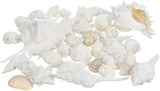 Real Mixed Beach Seashells - 1 lb Bulk Pack - Perfect for Beach Wedding Decor & Crafts