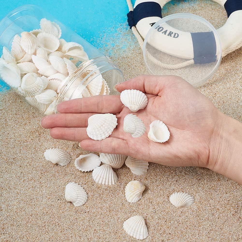 Premium Small Tiny Sea Shells - 160 pcs - Ideal for Beach Wedding Decor & Crafts